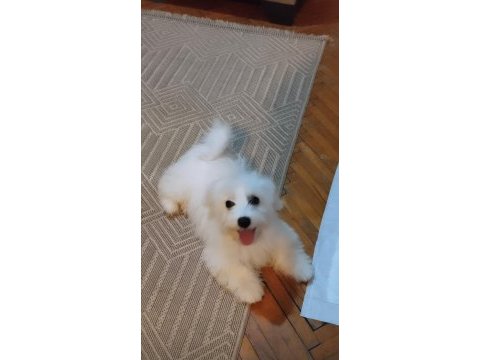 Acil maltese terrier