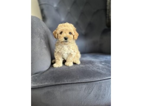 Wc eğitimli ve aşılı maltipoo bebekler hazır