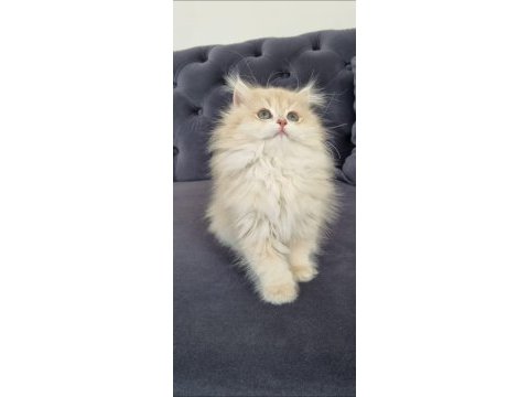 British longhair kedimiz