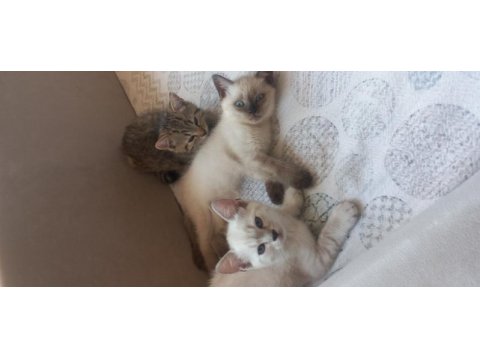2 aylık british shorthair bebeklerimiz