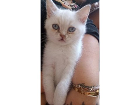 Scottish fold güzel gözlüm