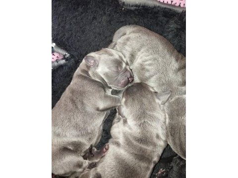 Cane corso yavrular ruhsatlı çiftlikten