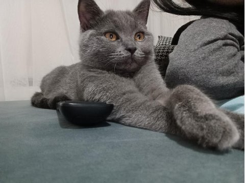 Kedimize ömürlük yuva aranıyor ücretsiz
