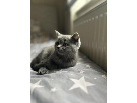 Dişi yavru british shorthair kayseri