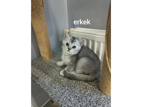 Son 3 british yavrumuz
