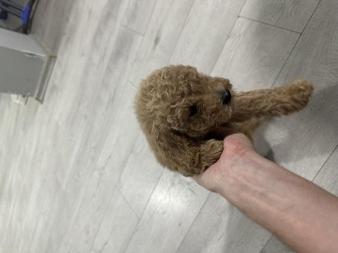 2 aylık yavru toy poodle