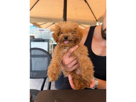 Teacup erkek poodle mini