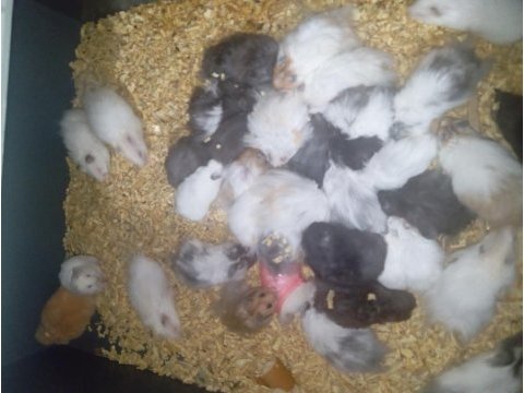 Yavru ve yetişkin hamster