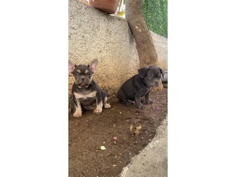 A kalite french bulldog