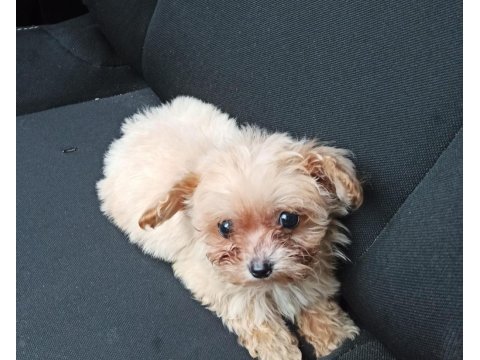 Aşıları yapılmıştır maltipoo