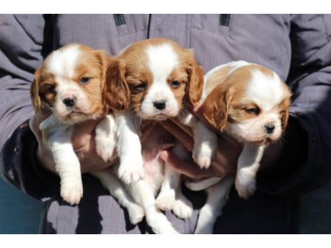 Cavalier king charles dişi ve erkek köpekler