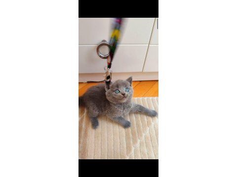 Gri lilac dişi erkek safkan yavrular