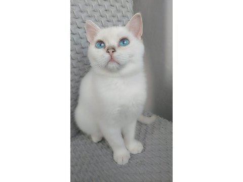 2.5 aylık dişi british longhair