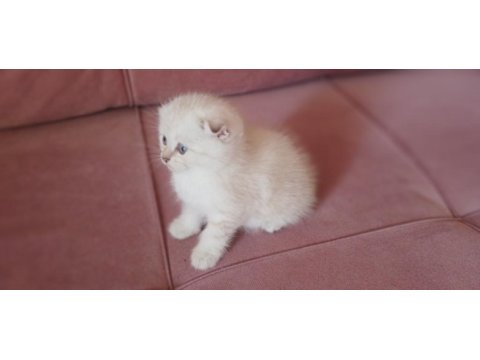 Scottish fold dişi yavrum yeni sahiplerini bekliyor