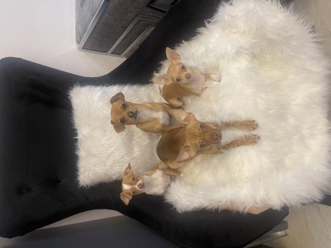 6 aylık chihuahua
