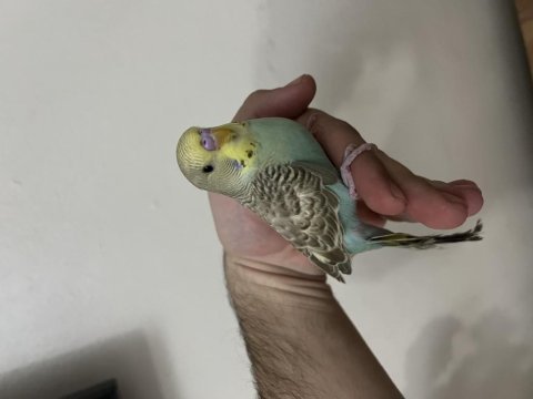 Yavru erkek muhabbet kuşu mırıldıyor konuşmaya yatkın