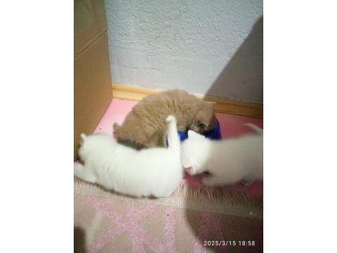 British shorthair renk renk yeni yavrular