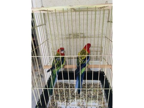 Hazır takım daha önce yavrusu alındı rozella papağanı