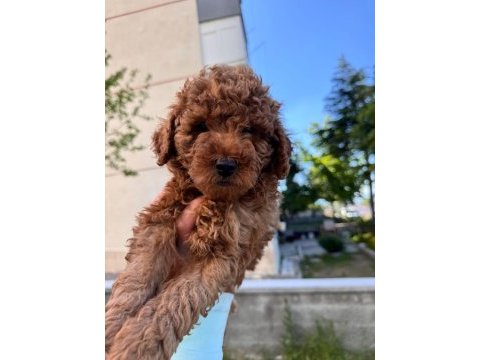 Toy poodle yavrular