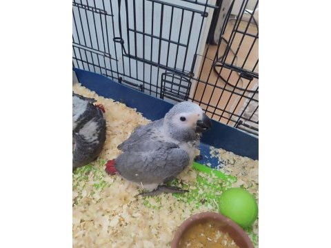 El besleme jumbo jako papağanı bebekler