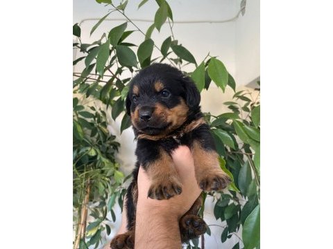 Kusursuz rottweiler bebekler