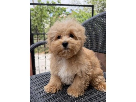 Mini maltipoo