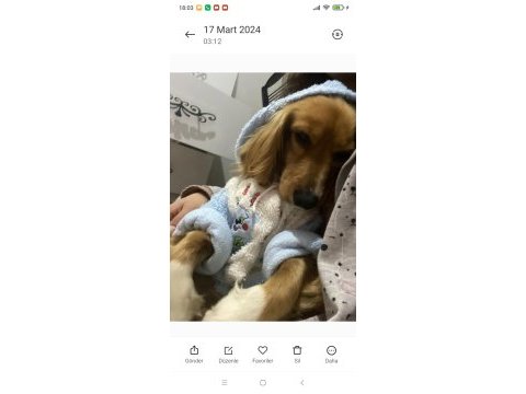 İngiliz cocker 2,5 yaşında