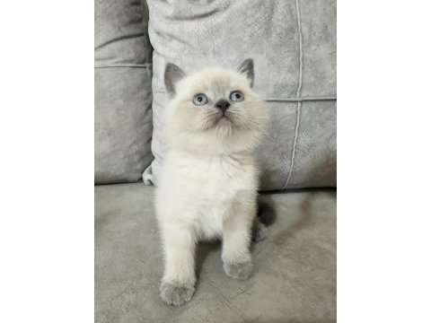 Safkan ayı suratlı british shorthair oğlum