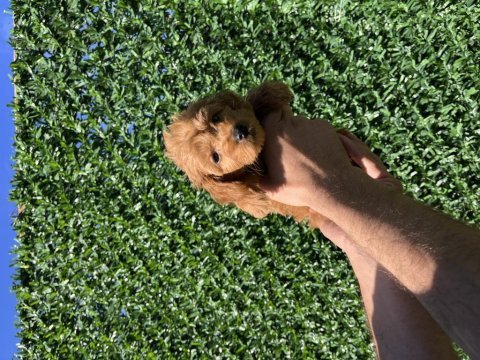 Poodle ayarında kaliteli yavrum yeni ailesini arıyor