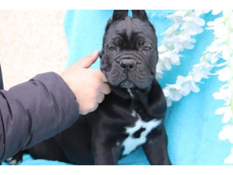 Fcı-kıf şecereli safkan cane corso