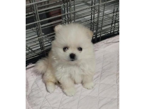 Orijinal pomeranian boo yavruları