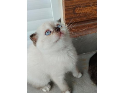 Blue point scottish fold yavrular