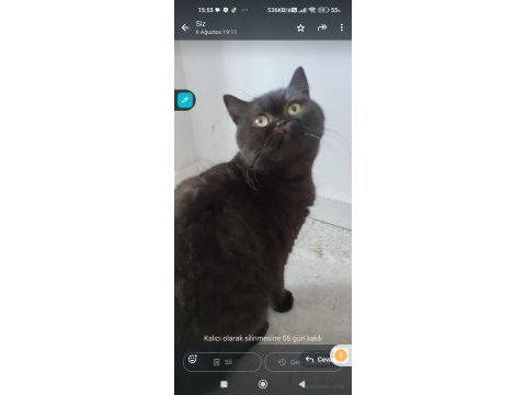Güzel british shorthair kızlar yeni yuvalarını arıyorlar