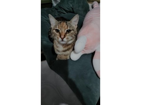 Temas bağımlısı kedimiz ismi çiçek.