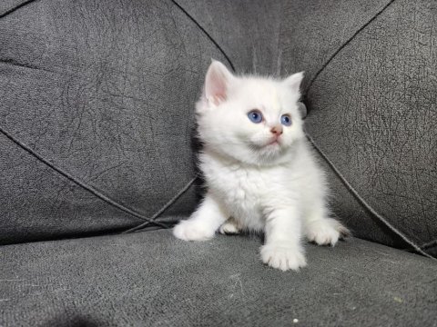 British shorthair dişi ve erkek mevcut