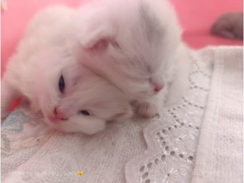 Sevimli british shorthair bebeklerimiz sahiplendirilecek