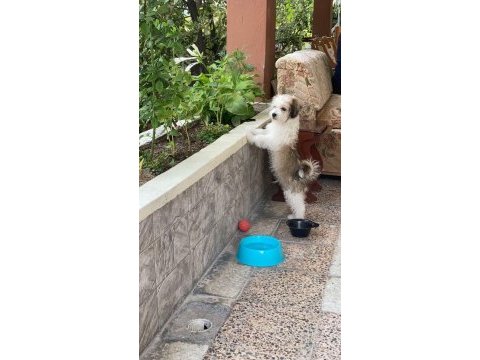 Crazy goofy maltese terrier