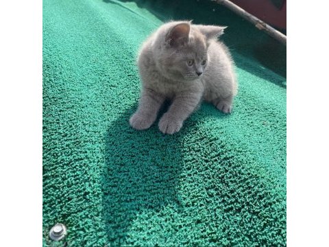 Nadir güzellikte british shorthair