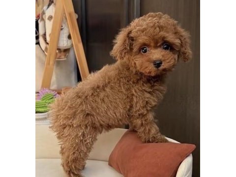 Toy poodle minyatür