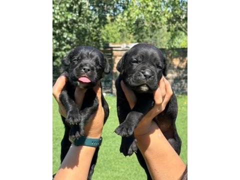 Cane corso yavrularımız çiftliğimızden