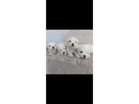 Maltese terrıer yavruları