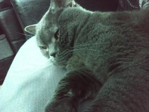 British shorthair 15 aylık ev kedimiz