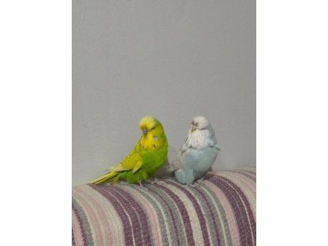 Hobiyi bırakıyorum üst vasıf show jumbo takım kuşlarım