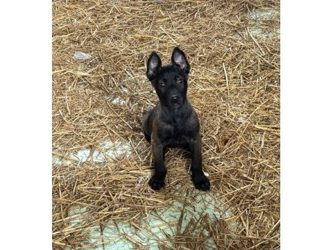 Yurtdışı kan hattı belçika malinois yavrular