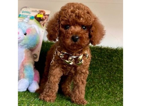 Sevimli toy poodle yavrularımız
