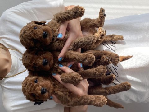 Toy poodle bebekler