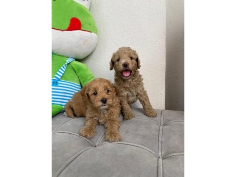 Sevimli maltipoo köpekler