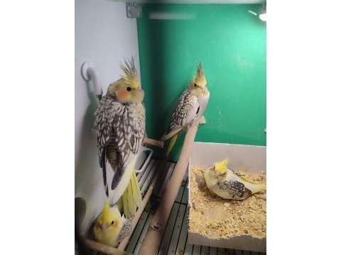 Bebek sultan papağanlar eğitime açık 35-40 günlük