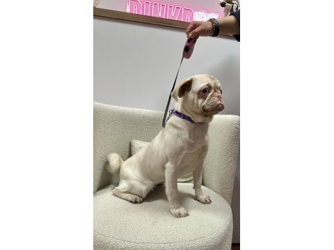 Türkiye de tek pink pug yetişkin dişi