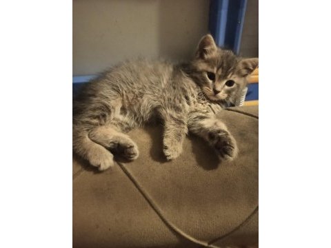 Yavru british shorthair